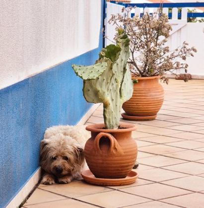 Villa Alegria Ericeira Eksteriør bilde
